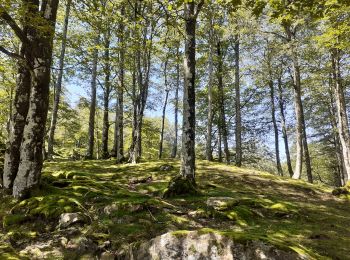 Randonnée Marche Erro - ARGINTZU - KINTOA BORDA DEPUIS URKIAGA - Photo