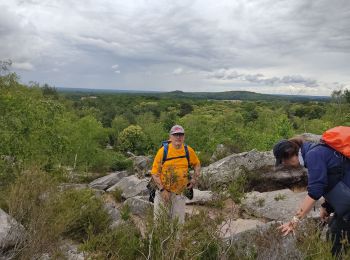 Trail Walking Nainville-les-Roches - La foret des grands avaux - Photo