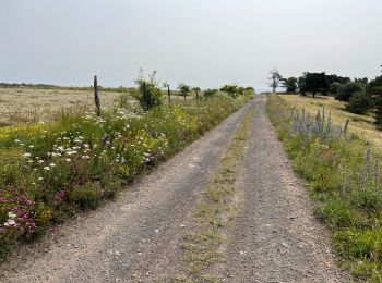 Randonnée Marche Le Vernet-Sainte-Marguerite - Le Puy d’Alou - Photo