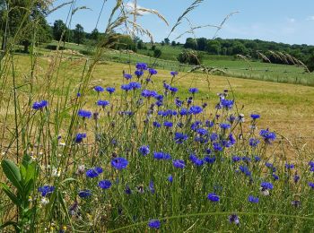 Tour Wandern Eijsden-Margraten - 2021-06-17_13h09m14_809 - Photo