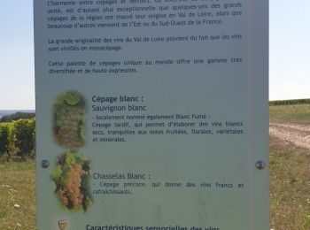 Trail Walking Pouilly-sur-Loire - Pouilly sur loire 58:rando dans les Vignes - Photo