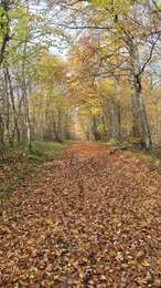 Tocht Stappen Colméry - 58 Colméry - Photo