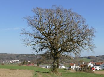 Excursión A pie Glonn - Wanderweg 3, Glonn - Photo