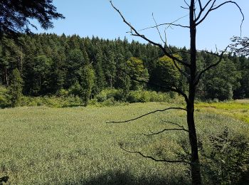 Randonnée A pied Kąkolówka - Mójka Szlak Jelenia - Photo