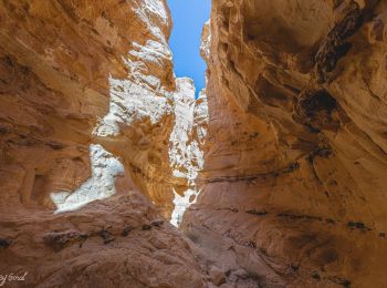 Trail On foot Central Arava Regional Council - IL-17467 - Photo