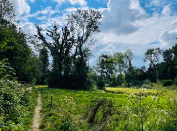 Percorso Marcia Hoegaarden - Le bois de Meldert et son château à Hoegaarden - Photo