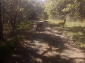 Tocht Stappen La Grand-Combe - sentier découverte  - Photo