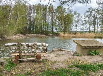 Trail On foot Torgau - Rundweg Staupitz - Photo