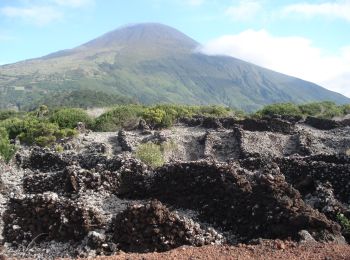 Tour Zu Fuß Madalena - Vinhas da Criação Velha - Photo