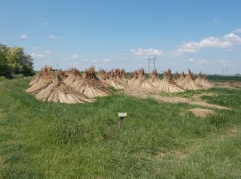 Randonnée A pied Gárdony - ZT (Madárdal tanösvény, Szikes túra) - Photo