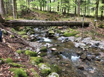 Tour Wandern Sondernach - Schnepfenried - Hahnenbrunen - Mittlach  - Photo