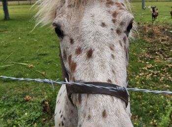 Randonnée Marche Livarot-Pays-d'Auge - Chevreville - Photo