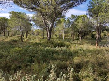 Tocht Stappen Vitrolles - 20lm du plateau  - Photo