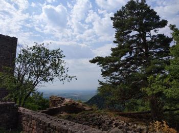 Tocht Stappen Eguisheim - Les Trois Châteaux  - Photo