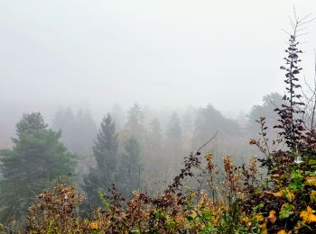 Randonnée Marche Fontainebleau - Boucle 22 km Fontainebleau avec Rochers - Photo