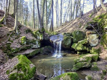 Excursión A pie Hummeltal - Mistelbach Rundwanderweg 