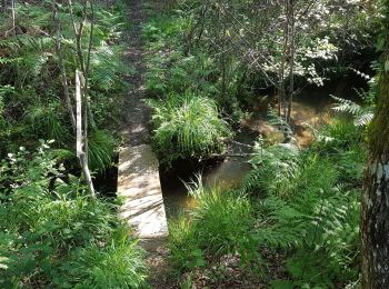 Excursión Senderismo Rion-des-Landes - Perrin, Coq, Le Borde, le moulin, Bidaou, Peyrot, Trapot - 9.2 - Photo