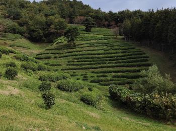 Tocht Andere activiteiten  - Visite de la plantation de thé Boseong  - Photo