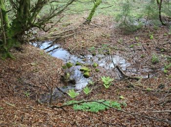 Randonnée A pied Kleinkahl - Ortswanderweg Kleinkahl 2 - Photo