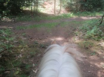 Tour Reiten Pont-Authou - ruine château montfort - Photo