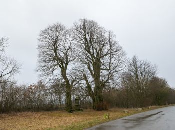 Tocht Te voet Altenbeken - Rundwanderweg A2 [Dune] - Photo