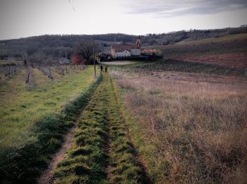 Randonnée Marche nordique Gaillac - Laborie Gaillac - Photo