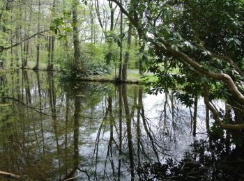 Randonnée A pied Renkum - Dunoroute - Photo