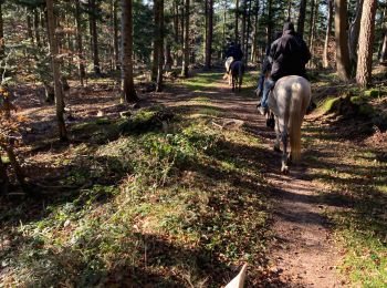 Tocht Paardrijden Walscheid - Walscheid joyeux Tivio arcane joya torero  - Photo