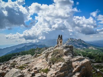 Tocht Andere activiteiten Zonza - monte calva bergerie de liviu - Photo