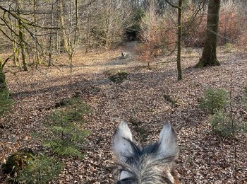 Tour Reiten Habich - Marbehan côté Thibessart - Photo