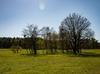 Randonnée A pied Joachimsthal - Rundweg Schulsee - Photo