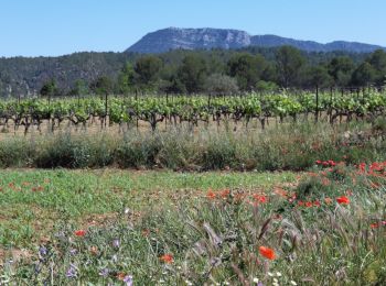 Tocht Stappen Correns - Correns_le plateau de Merindol - Photo