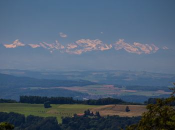 Trail On foot Wettingen - Wettingen Route 5 - Photo