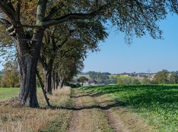 Tocht Te voet Allhaming - Rundwanderweg Laimgräben - Photo