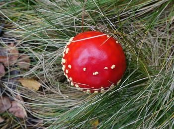 Tocht Te voet Waldershof - Waldershof - Kleinwendern - Photo