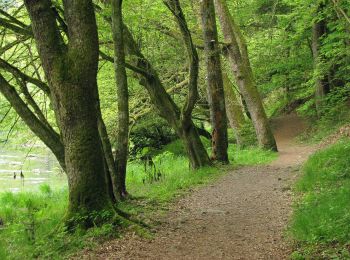 Excursión A pie Salzweg - Naturlehrpfad Halser Ilzschleifen - Runde 2 - Photo