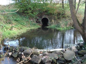 Percorso A piedi Neuhütten - Schwarzer Keiler, Rundwanderweg Neuhütten - Photo