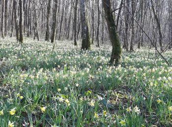 Excursión Senderismo Melz-sur-Seine - BLUNAY, FORÊT DOMANIALE - Photo