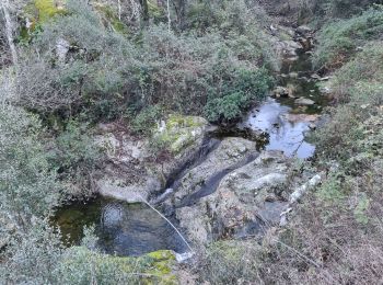 Tour Wandern Collobrières - La Verne - Cèdres de Ragusse by DAL - Photo