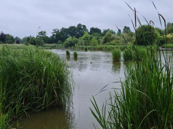 Tour Laufen Dol-de-Bretagne - plan d eau dol - Photo