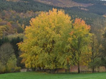 Tocht Stappen Theux - 20221120 - HUWAO Polleur 5.6 Km - Photo