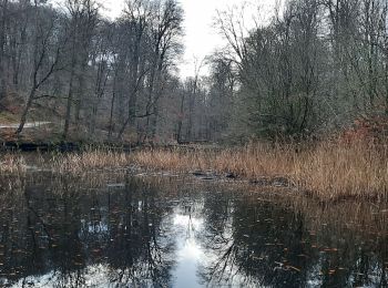 Percorso Marcia Watermael-Boitsfort - Watermaal-Bosvoorde - Forêt de Soignes - Photo