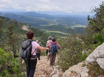 Trail Walking Brignoles - Le Candelon - Photo