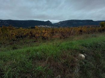 Tocht Stappen Corconne - Corconne vignes garrigue oliveraies  - Photo