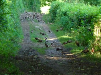 Percorso A piedi Clavier - WandArdNat 14:Pailhe, een bosreservaat op een heuvel (PVDB) - Photo