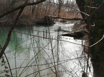 Tour Wandern Rheinau - Île de Rhinau  - Photo