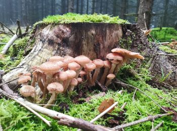 Tour Zu Fuß Wernigerode - Wanderweg Drei Annen Hohne - Schierke - Photo