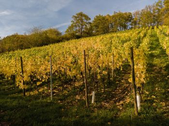 Percorso A piedi Ebelsbach - Hirschkäfer-Wanderweg Ebelsbach - Photo