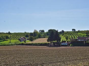 Tocht Te voet Gemeinde Atzenbrugg - Trasdorfrunde - Photo