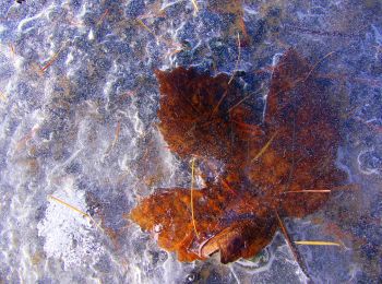 Trail On foot Rubiana - IT-580 - Photo
